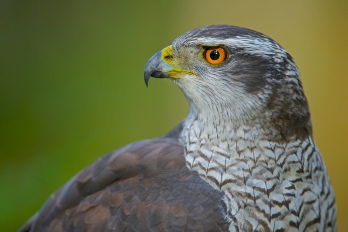 Белый ястреб тетеревятник