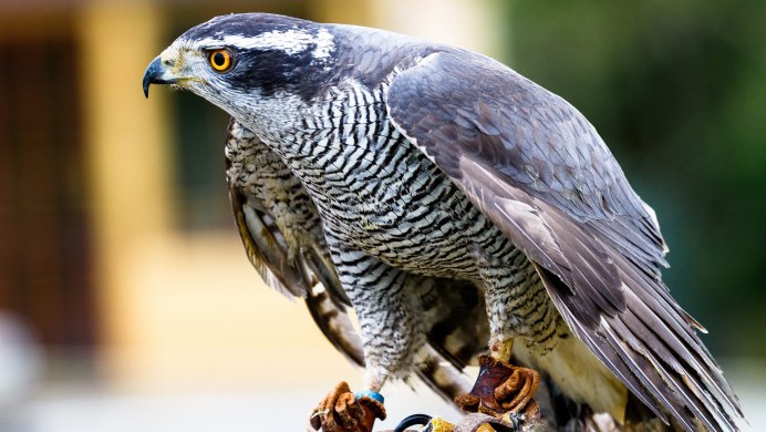 Ястреб-тетеревятник самка