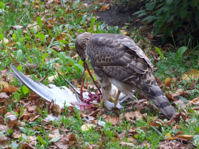 Сокол Сапсан ястреб Коршун
