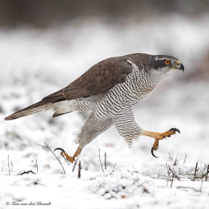 Ястреб-тетеревятник ручные