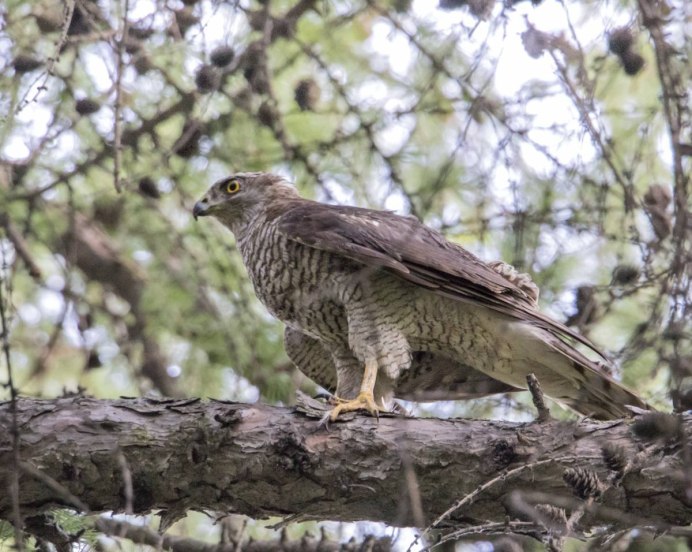 Птица ястреб тетеревятник