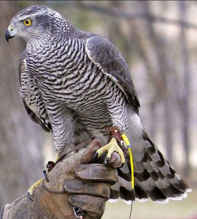 Ястреб - тетеревятник (Accipiter gentilis)