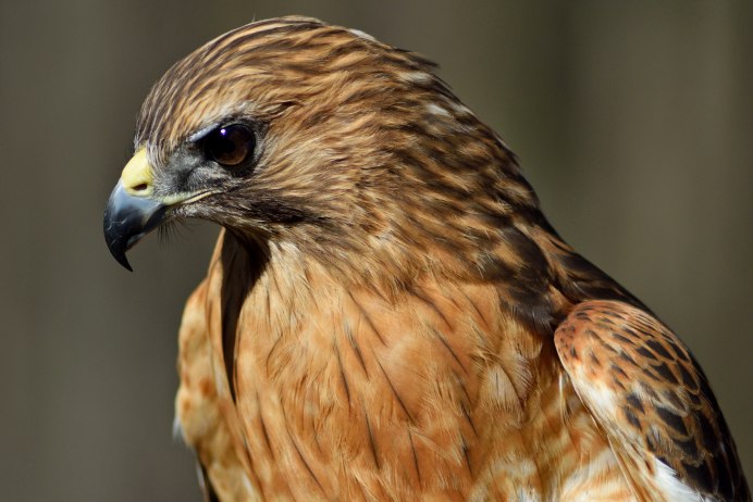 Хищные птицы ястреб