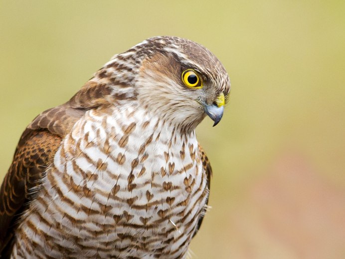 Northern Goshawk