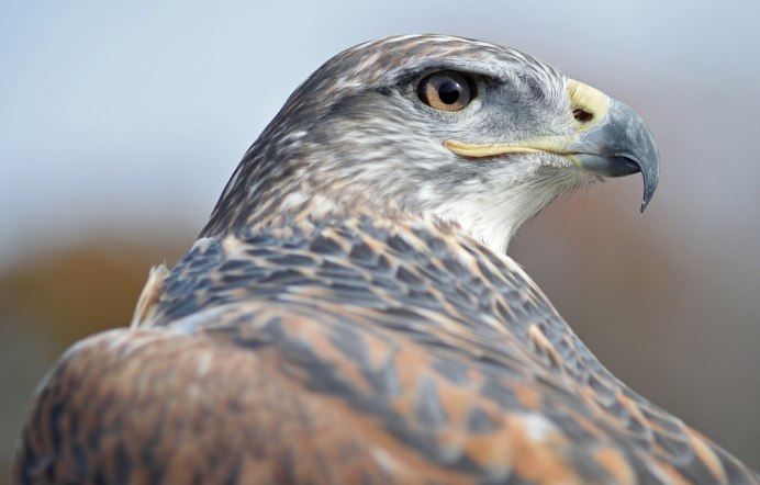 Ястреб крючконос птица