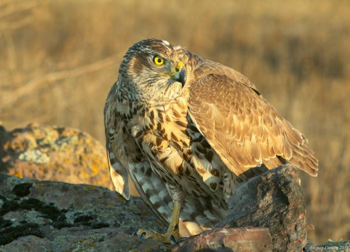 Птица ястреб тетеревятник