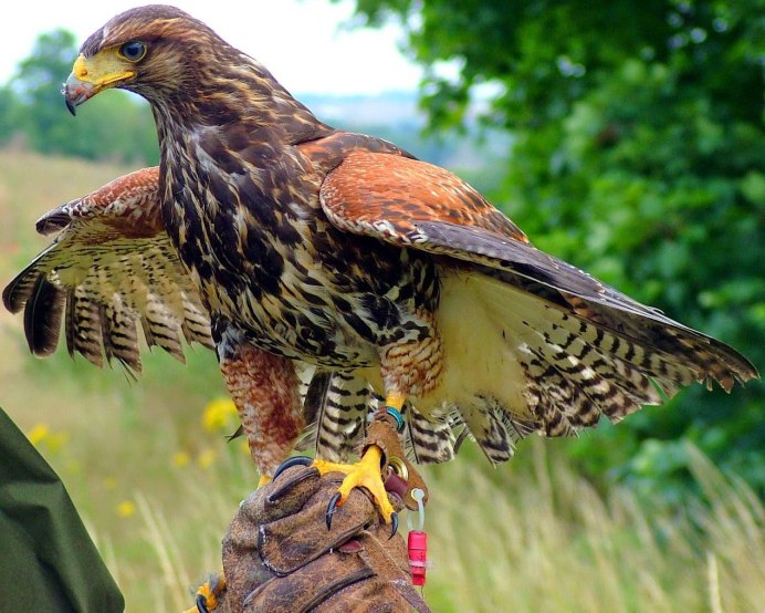 Ямайский канюк