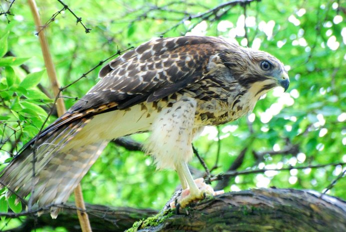 Камчатский тетеревятник Accipiter gentilis albidus