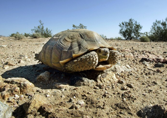 Testudo kleinmanni