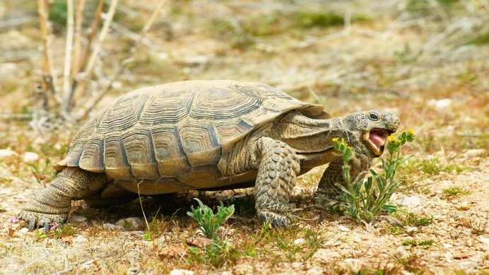 Gopherus agassizii