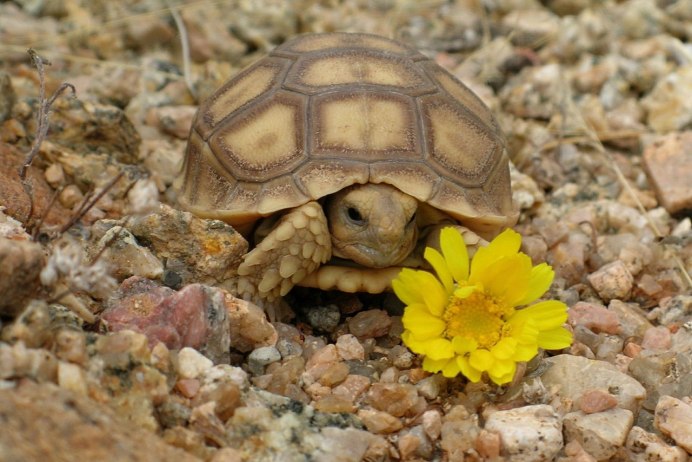 Gopherus morafkai