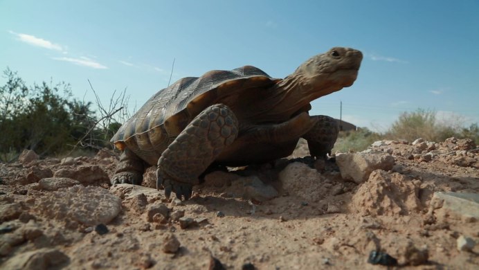 Homopus areolatus