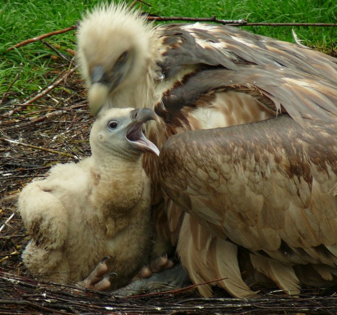 Белоголовый СИП гнездо