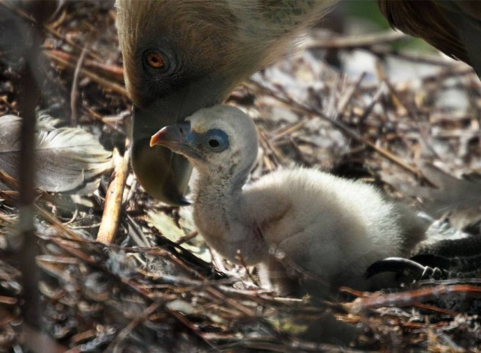 Птенец черного грифа