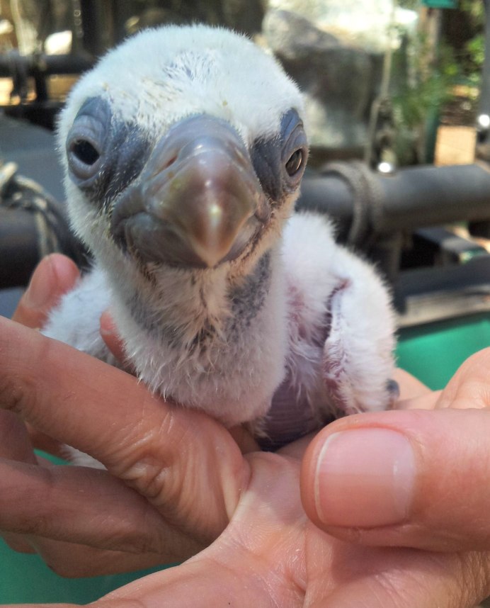 Птенец Стервятника