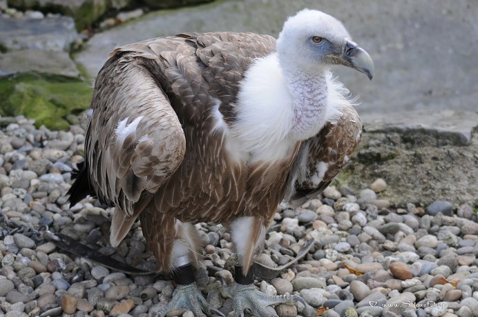 Птенец грифа