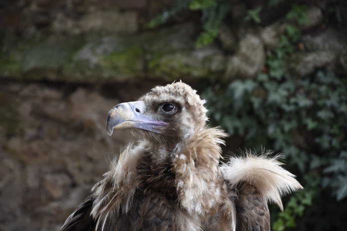 Роев ручей Стервятники