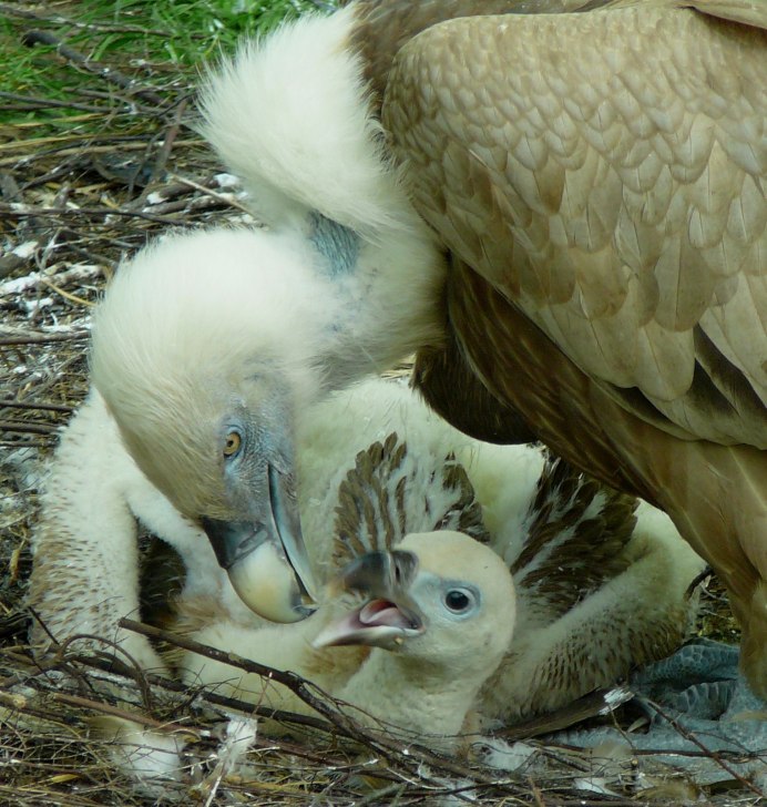 Гнездо Стервятника