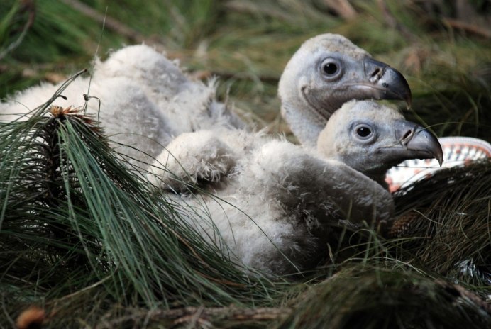 Птенец Стервятника