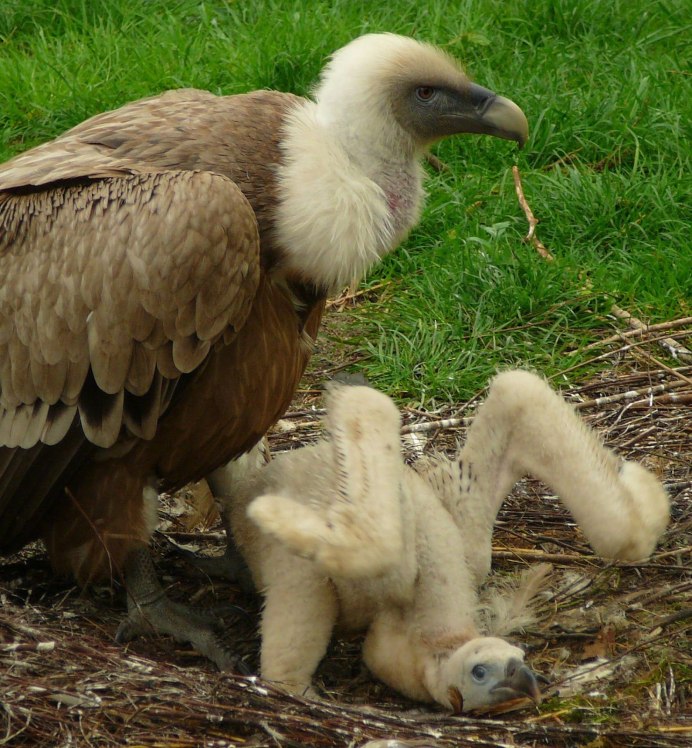 Griffon Vulture (Gyps fulvus)