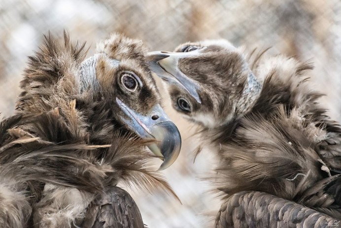 Новосибирский зоопарк Хищные птицы