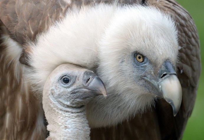 Белоголовый СИП гнездо