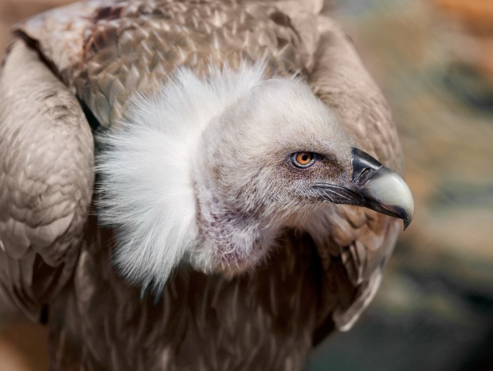 Птенцы Сокола балобана