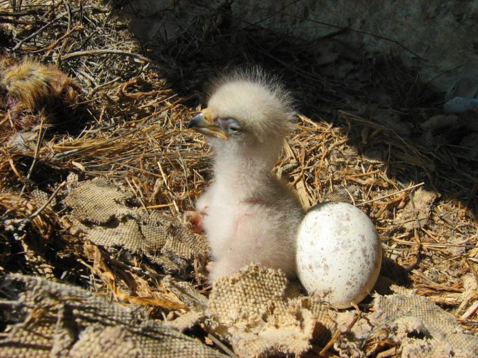 Птенец белоголового сипа