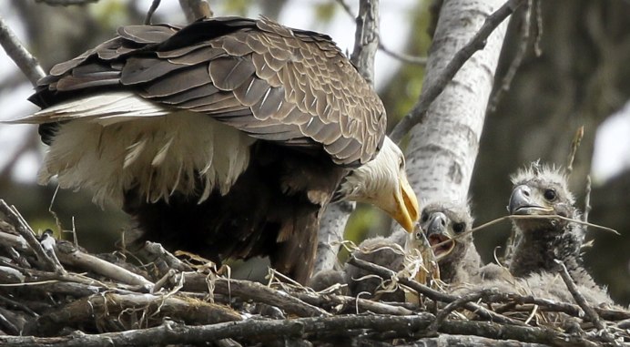 Птенец африканского грифа
