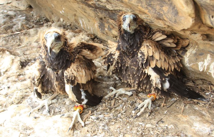 Детеныш грифа