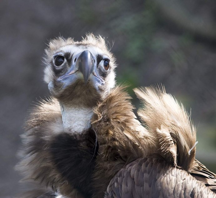 Птенец Стервятника