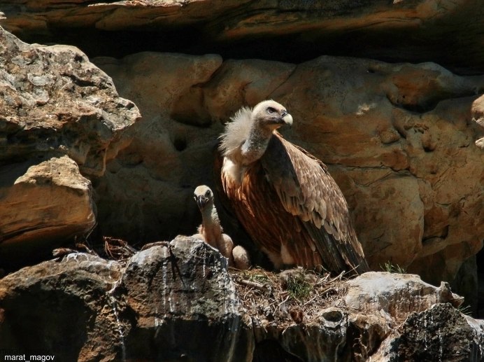 Гнездятся грифы