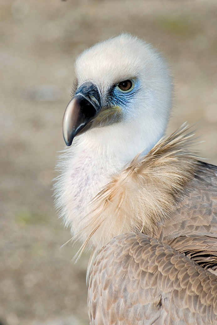 Трехдневный птенец