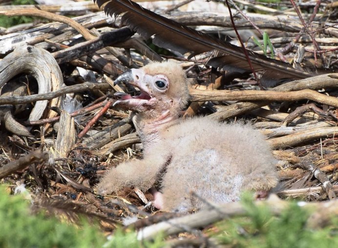 Птенец черного грифа