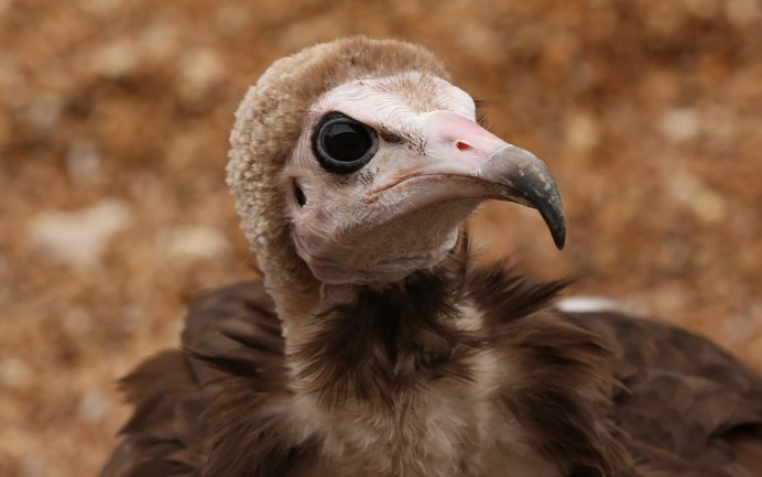 Детеныш Стервятника