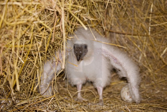 Гнездо белоголового орла