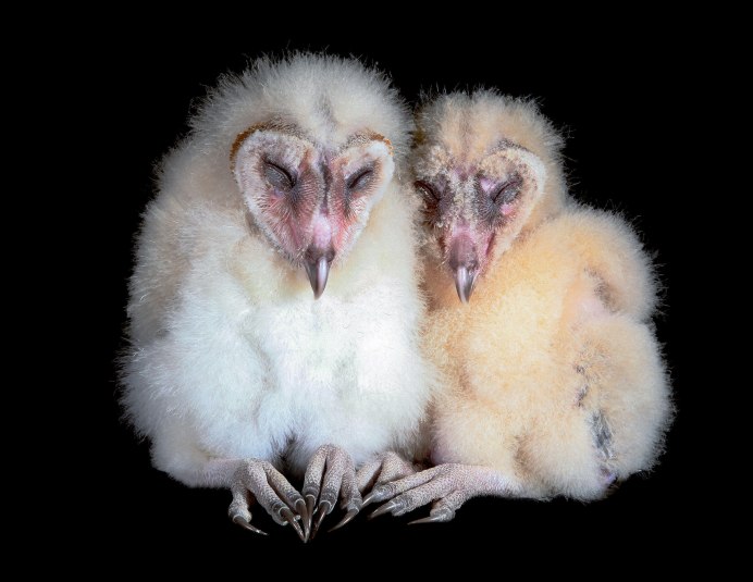 Детеныш грифа