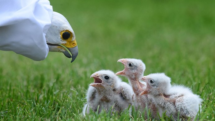 Андский Кондор птенец