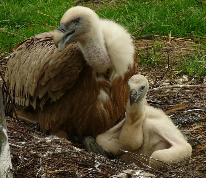 Гнездо Стервятника