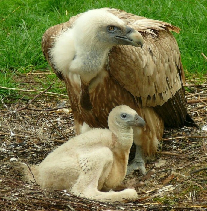 Птенец белоголового сипа