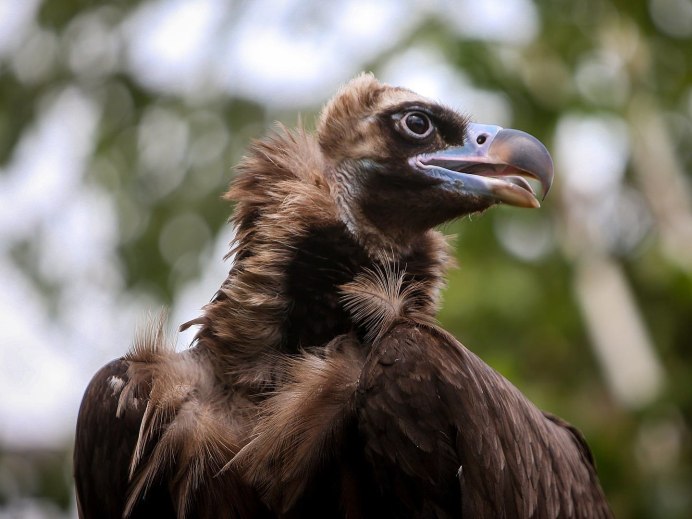 Голова грифа