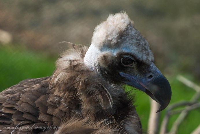 Белоголовый СИП В Крыму