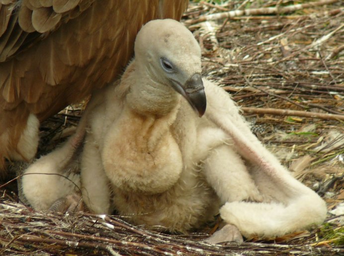 Гнездо Стервятника