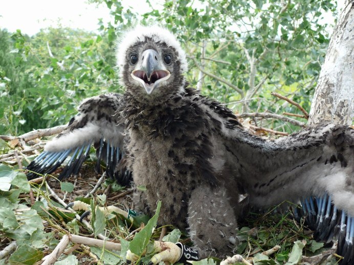 Белоголовый Стервятник
