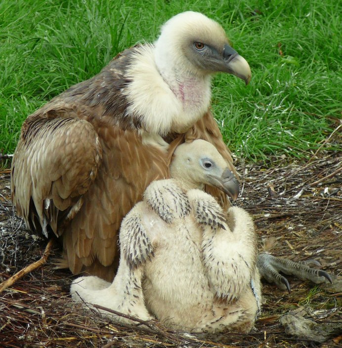 Птенец ястрофеникса