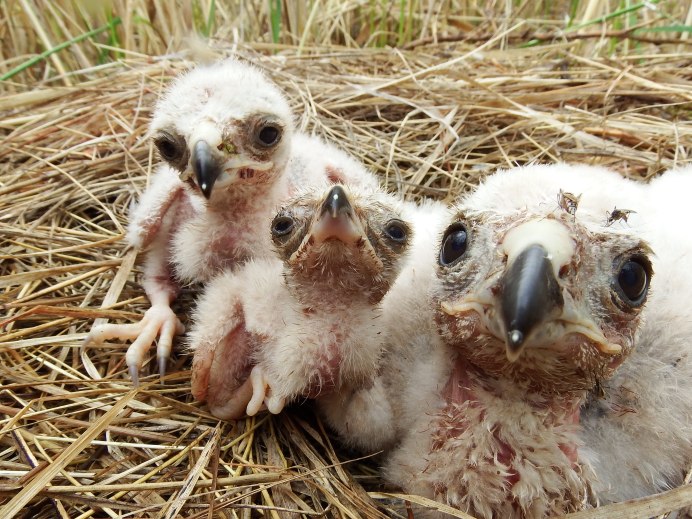 Полностью черный гриф