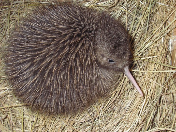 Обыкновенный киви (Apteryx Australis)