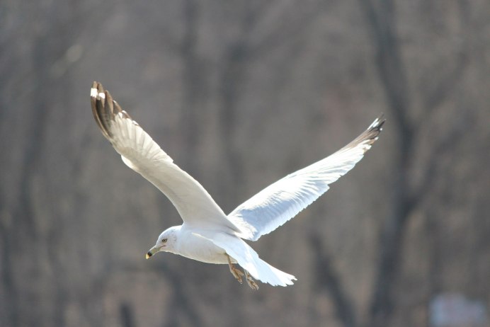 Ivory Gull (Pagophila eburnea)