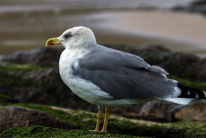 Ivory Gull (Pagophila eburnea)