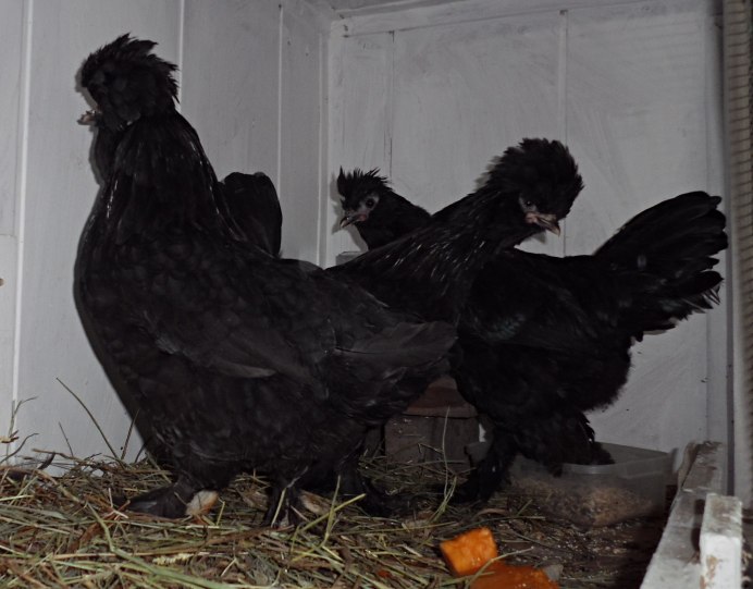 Турецкая султанка порода кур